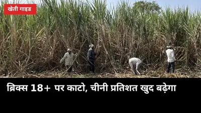 कटाई से 40 दिन पहले का कैलेंडर: ब्रिक्स 18+ पर काटो, चीनी प्रतिशत खुद बढ़ेगा