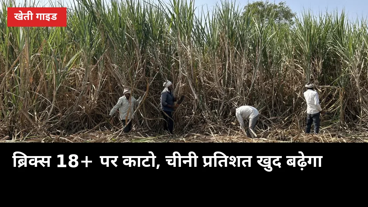 कटाई से 40 दिन पहले का कैलेंडर: ब्रिक्स 18+ पर काटो, चीनी प्रतिशत खुद बढ़ेगा