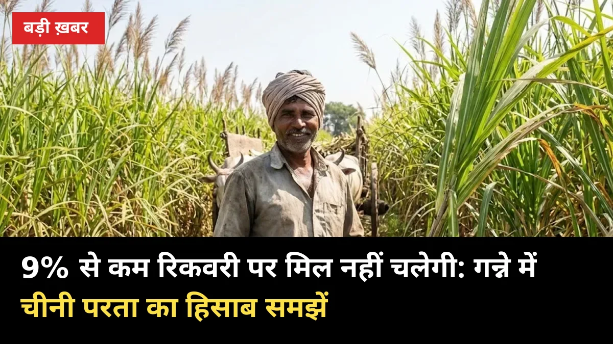 9% से कम रिकवरी पर मिल नहीं चलेगी: गन्ने में चीनी परता का हिसाब समझें
