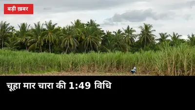 चूहा मार चारा की 1:49 वाली विधि: 3 दिन की तैयारी, एक ही रात में छुटकारा