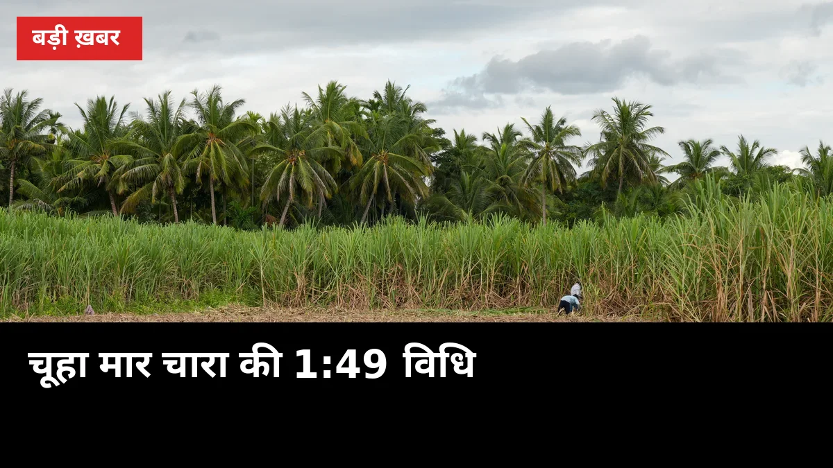 चूहा मार चारा की 1:49 वाली विधि: 3 दिन की तैयारी, एक ही रात में छुटकारा