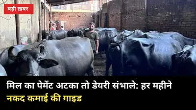 मिल का पेमेंट अटका तो डेयरी संभाले: गन्ने के साथ 2-10 पशुओं से हर महीने नकद कमाई की गाइड