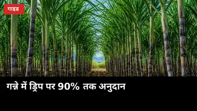गन्ने में ड्रिप पर 90% तक अनुदान: आवेदन से इंस्टॉलेशन तक पूरा तरीका