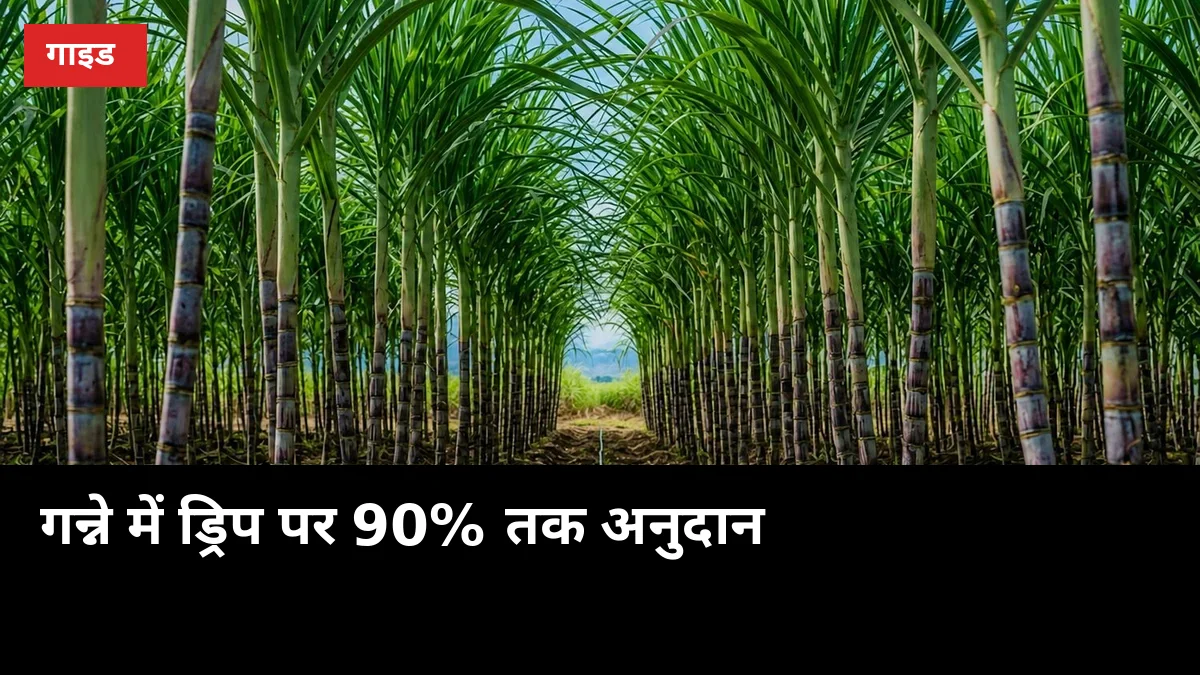 गन्ने में ड्रिप पर 90% तक अनुदान: आवेदन से इंस्टॉलेशन तक पूरा तरीका