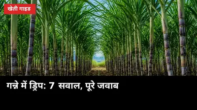 गन्ने में ड्रिप लगवाने से पहले ये 7 सवाल जरूर पूछो, पैदावार का पूरा हिसाब साफ होगा