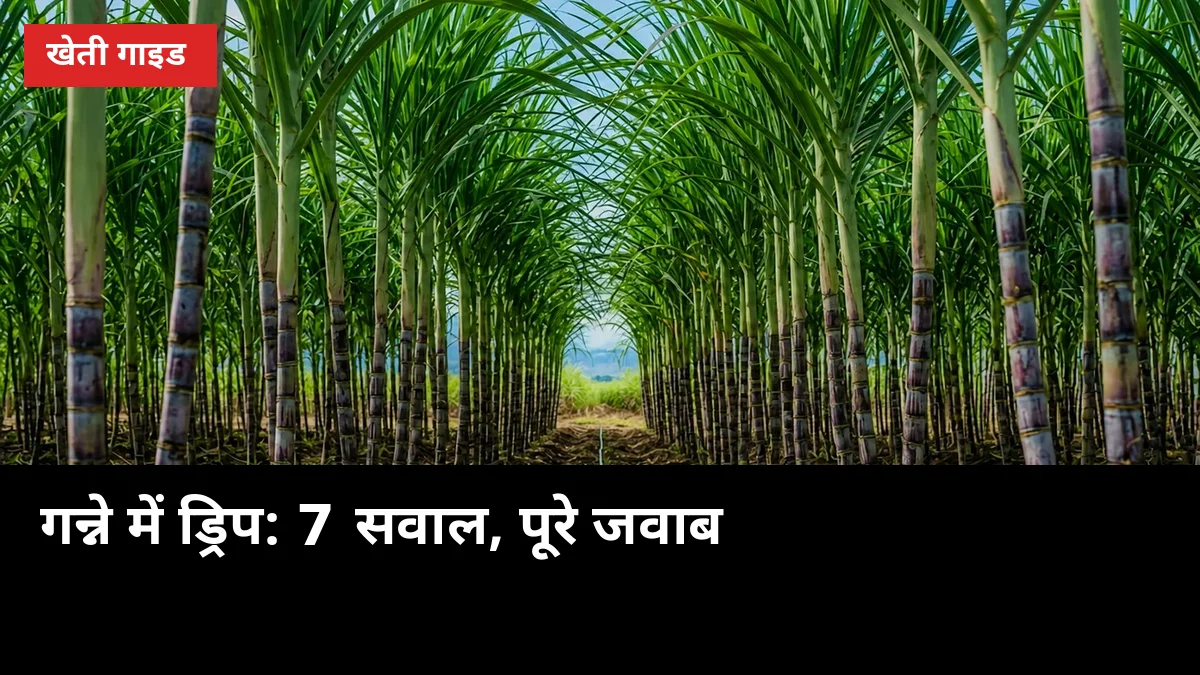 गन्ने में ड्रिप लगवाने से पहले ये 7 सवाल जरूर पूछो, पैदावार का पूरा हिसाब साफ होगा
