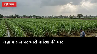 गन्ना फसल पर भारी बारिश की मार: शाहजहांपुर में 150 टीमें सर्वे में जुटीं