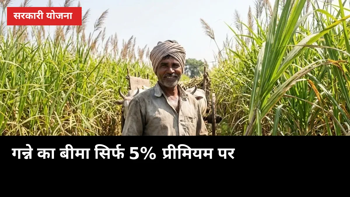 गन्ने का बीमा सिर्फ 5% प्रीमियम पर: 72 घंटे में क्लेम का पूरा तरीका