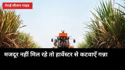 मजदूर नहीं मिल रहे तो हार्वेस्टर से कटवाएँ गन्ना: ₹55/क्विंटल दर और 6% करदा