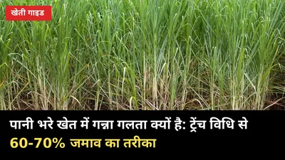 पानी भरे खेत में गन्ना गलता क्यों है: ट्रेंच विधि से 60-70% जमाव का तरीका