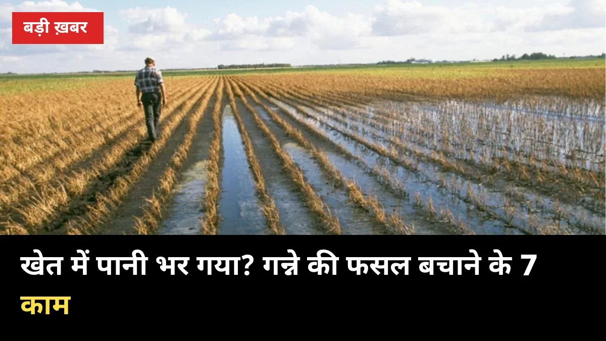 खेत में पानी भर गया? गन्ने की फसल बचाने के ये 7 काम तुरंत कर लीजिए