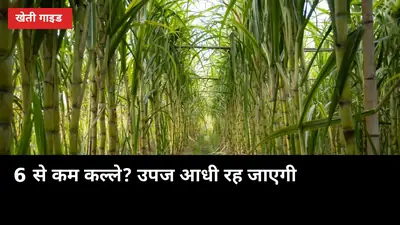 एक कूड़े में 6 से कम कल्ले? उपज आधी रह जाएगी — शरद गन्ने की टिलरिंग जांच गाइड