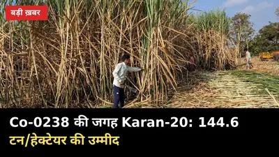 Co-0238 की जगह Karan-20: नई गन्ना किस्म से 144.6 टन/हेक्टेयर की उम्मीद