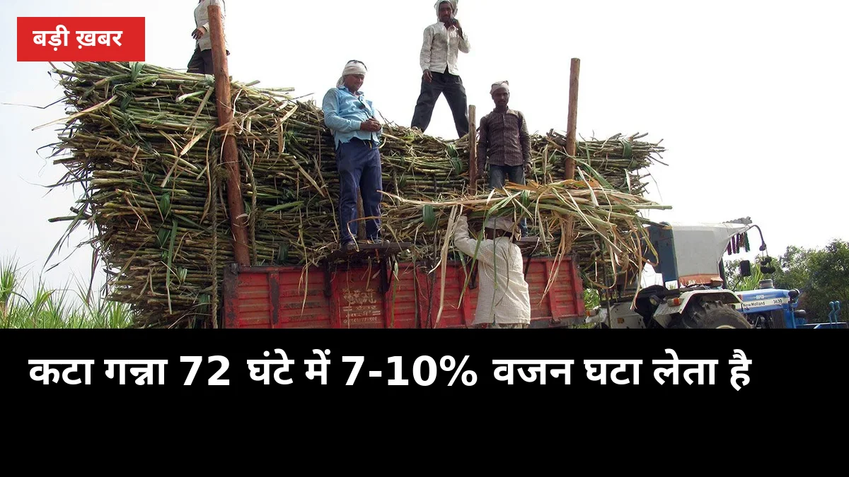 कटा गन्ना 72 घंटे में 7-10% वजन घटा लेता है: शोध के आंकड़े और बचाव के 5 आसान उपाय