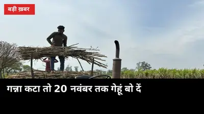 गन्ना कटा तो 20 नवंबर तक गेहूं बो दें, हर दिन की देर 40 किलो उपज घटाएगी