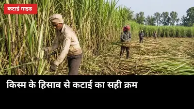 पहले अगेती, फिर मध्यम, अंत में देर वाली: किस्म के हिसाब से कटाई का सही क्रम
