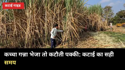 कच्चा गन्ना भेजा तो कटौती पक्की: कटाई का सही समय तय करने के 6 नियम