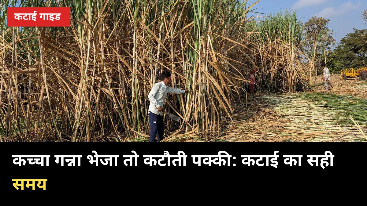 कच्चा गन्ना भेजा तो कटौती पक्की: कटाई का सही समय तय करने के 6 नियम