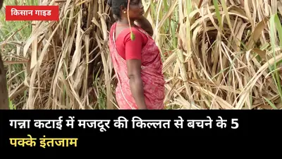 गन्ना कटाई में मजदूर की किल्लत से बचने के 5 पक्के इंतजाम