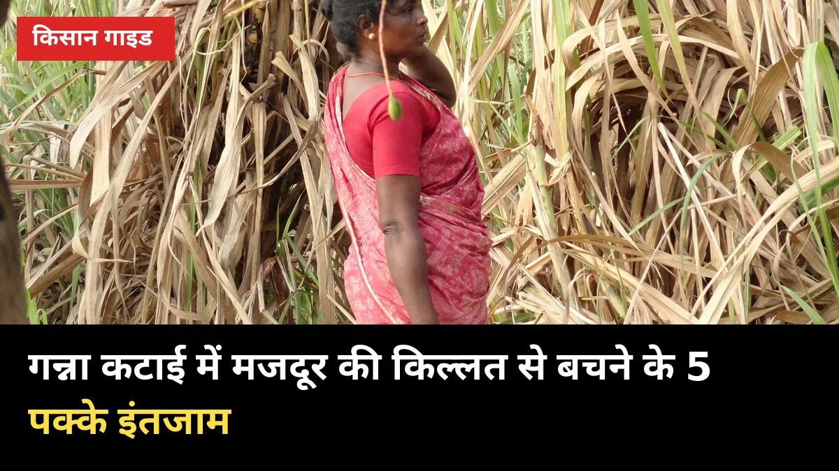 गन्ना कटाई में मजदूर की किल्लत से बचने के 5 पक्के इंतजाम