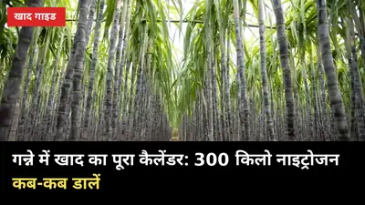 गन्ने में खाद का पूरा कैलेंडर: 300 किलो नाइट्रोजन कब-कब डालें