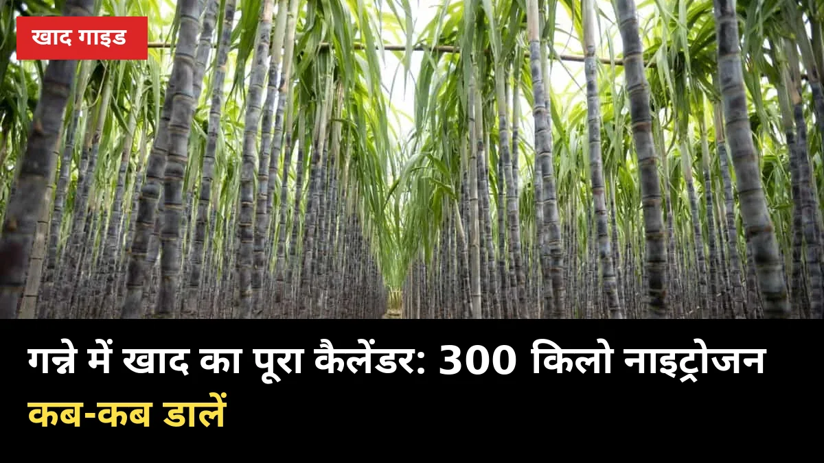 गन्ने में खाद का पूरा कैलेंडर: 300 किलो नाइट्रोजन कब-कब डालें