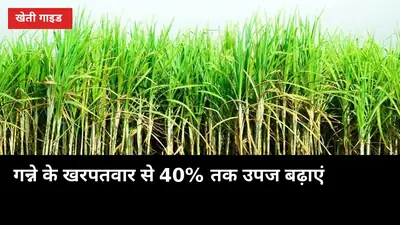 गन्ने के खरपतवार से 40% तक उपज बढ़ाएं: मोथा-दूब-कांस पर सीजन-वार प्लान