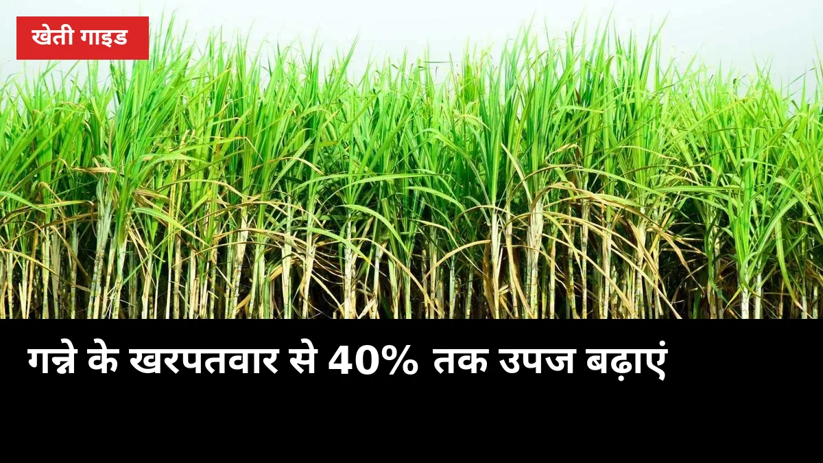 गन्ने के खरपतवार से 40% तक उपज बढ़ाएं: मोथा-दूब-कांस पर सीजन-वार प्लान