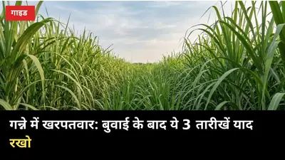गन्ने में खरपतवार से उपज बचानी है? बुवाई के बाद ये 3 तारीखें याद रखो