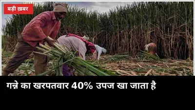 गन्ने का खरपतवार चुपचाप 40% उपज खा जाता है: 5 उपाय जो खर्च घटाएं