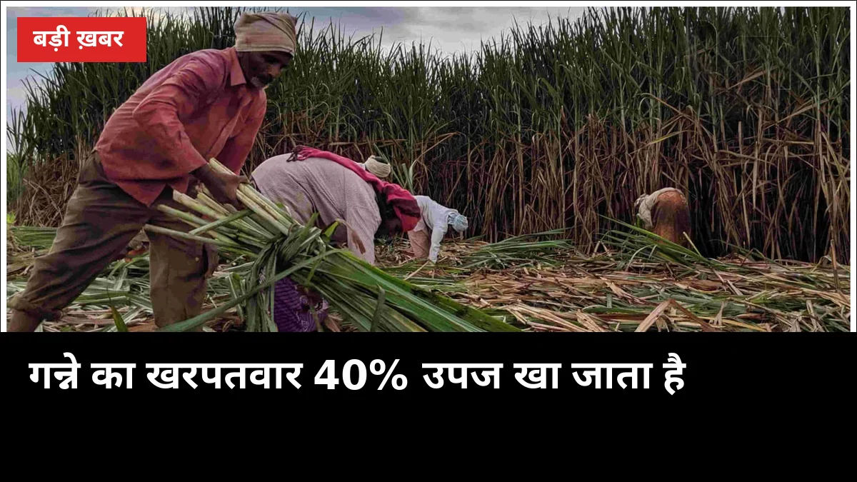 गन्ने का खरपतवार चुपचाप 40% उपज खा जाता है: 5 उपाय जो खर्च घटाएं