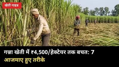 गन्ना खेती में ₹4,500/हेक्टेयर तक बचत: 7 आजमाए हुए तरीके