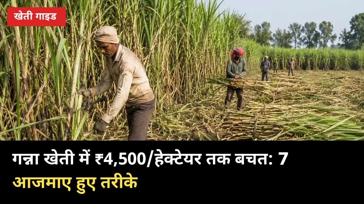 गन्ना खेती में ₹4,500/हेक्टेयर तक बचत: 7 आजमाए हुए तरीके