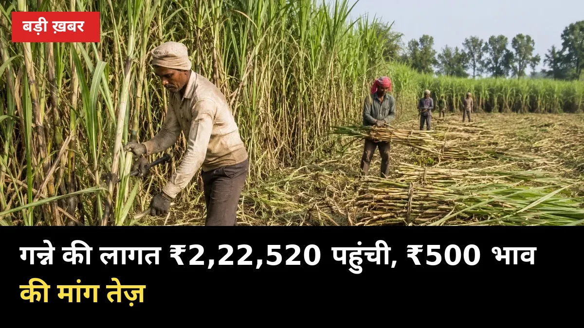 गन्ने की लागत ₹2,22,520 प्रति हेक्टेयर पहुंची, अब ₹500 भाव की मांग और तेज़