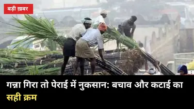 15 अक्टूबर से पहले गन्ने को गिरने से बचाएं: 4 बचाव और गिरे गन्ने की कटाई का सही क्रम