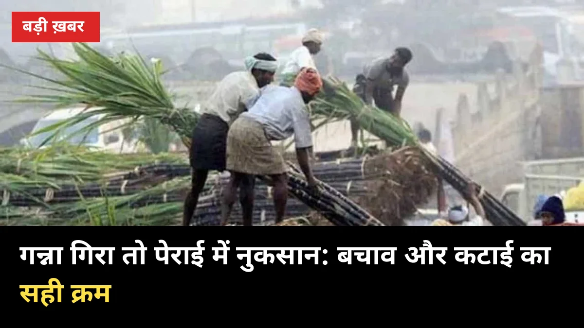 15 अक्टूबर से पहले गन्ने को गिरने से बचाएं: 4 बचाव और गिरे गन्ने की कटाई का सही क्रम