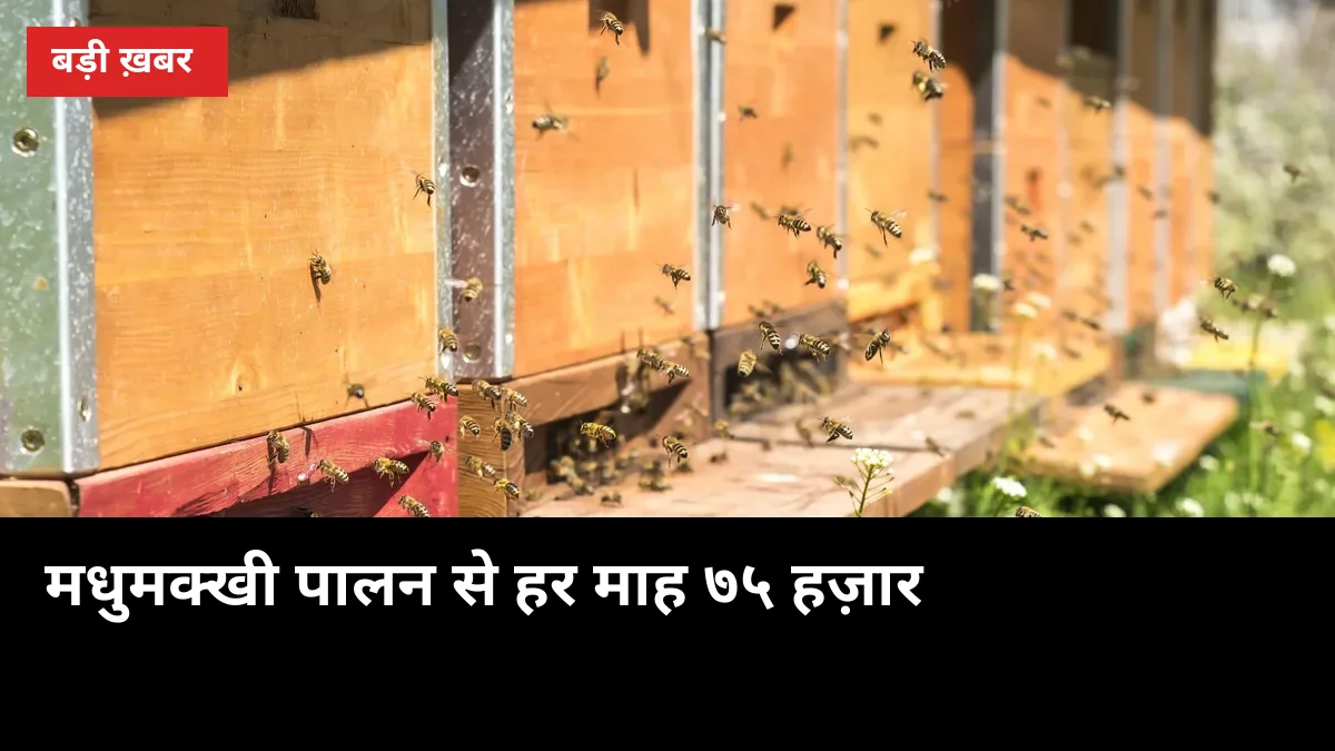 बिना खेत बढ़ाए 75 हजार/महीना: मधुमक्खी पालन पर UP दे रहा 40% अनुदान