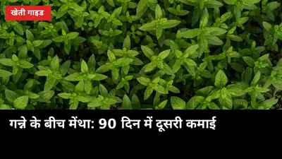 GannaUP — उत्तर प्रदेश गन्ना किसान पोर्टल