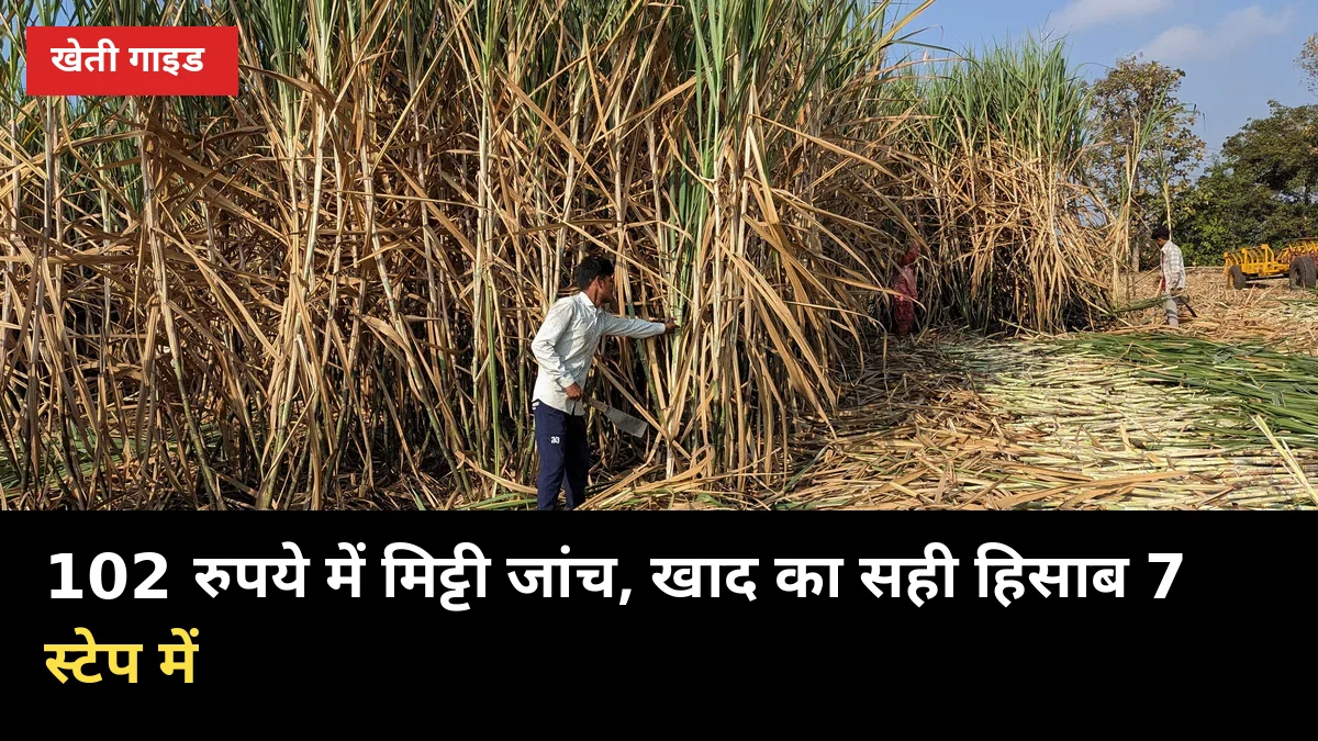 102 रुपये में मिट्टी जांच: गन्ने में खाद का सही हिसाब, 7 स्टेप में