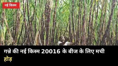 गन्ने की नई किस्म 20016 के बीज के लिए मची होड़, 0238 से तुलना में क्या है खास?