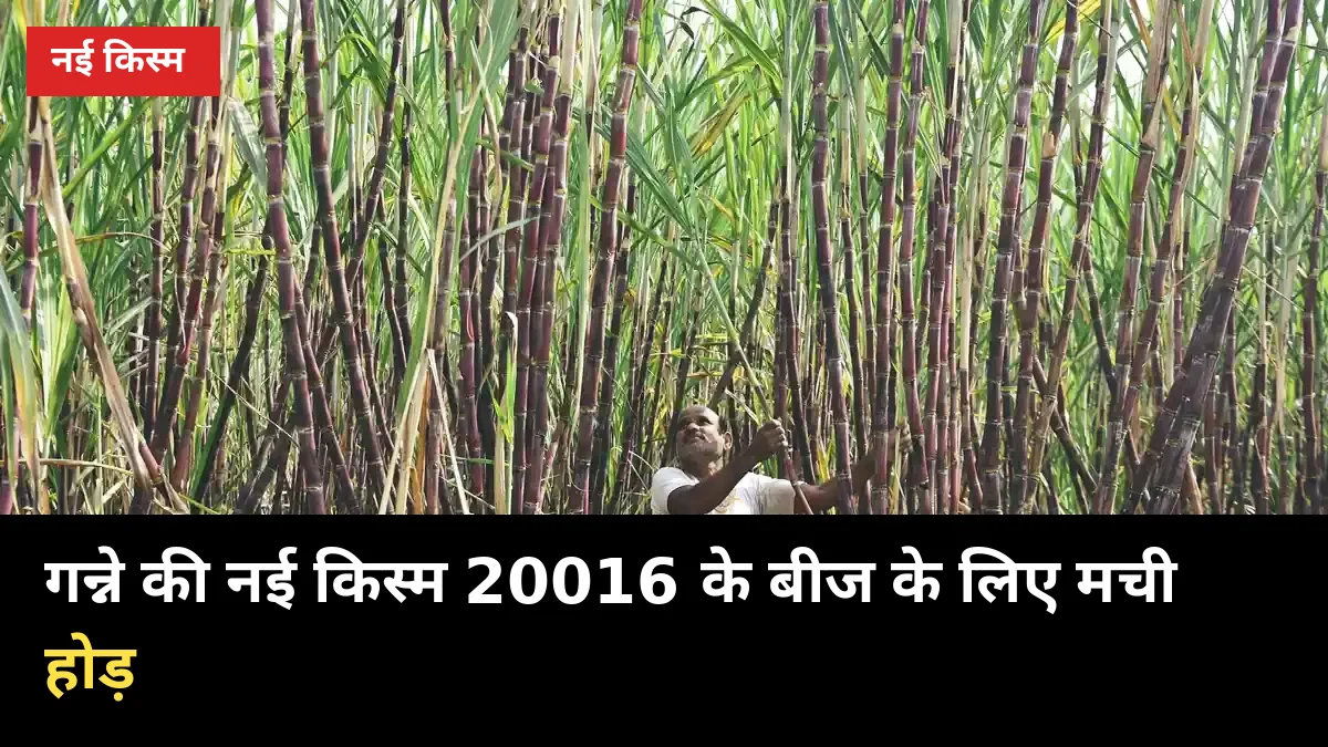 गन्ने की नई किस्म 20016 के बीज के लिए मची होड़, 0238 से तुलना में क्या है खास?
