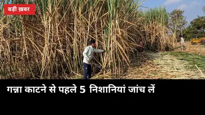 गन्ना काटने से पहले 5 निशानियां जांच लें, कच्ची फसल में चीनी भी घटेगी और वजन भी