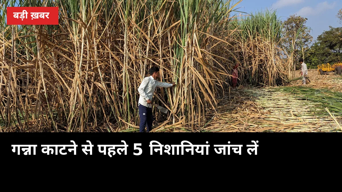 गन्ना काटने से पहले 5 निशानियां जांच लें, कच्ची फसल में चीनी भी घटेगी और वजन भी