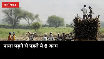 पाला पड़ने से पहले ये 6 काम, गन्ने की चीनी और वजन दोनों बचेंगे