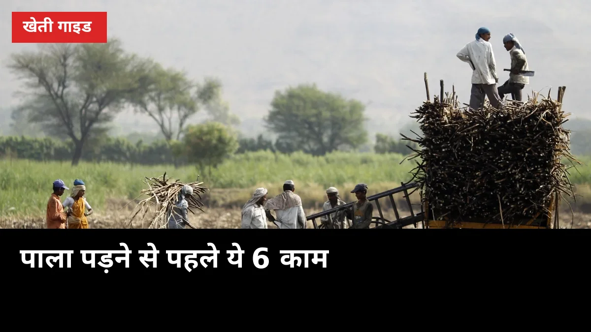 पाला पड़ने से पहले ये 6 काम, गन्ने की चीनी और वजन दोनों बचेंगे