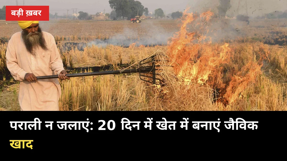 पराली न जलाएं: 20 दिन में खेत में बनाएं जैविक खाद, ₹15,000 तक के जुर्माने से बचें