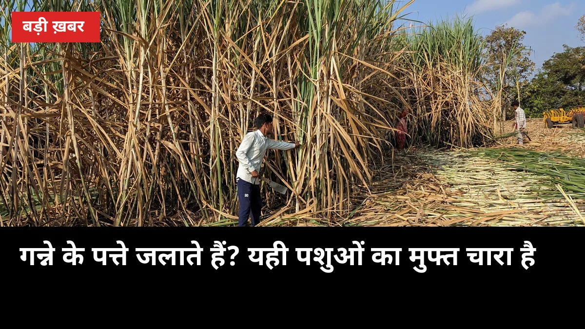 गन्ने के पत्ते जलाते हैं? यही पशुओं का मुफ्त चारा है: यूरिया उपचार की 4-स्टेप विधि