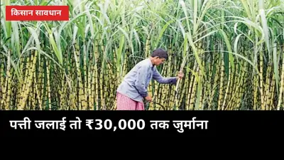 गन्ने की पत्ती जलाई तो ₹30,000 तक जुर्माना: इस बार सैटेलाइट से होगी निगरानी