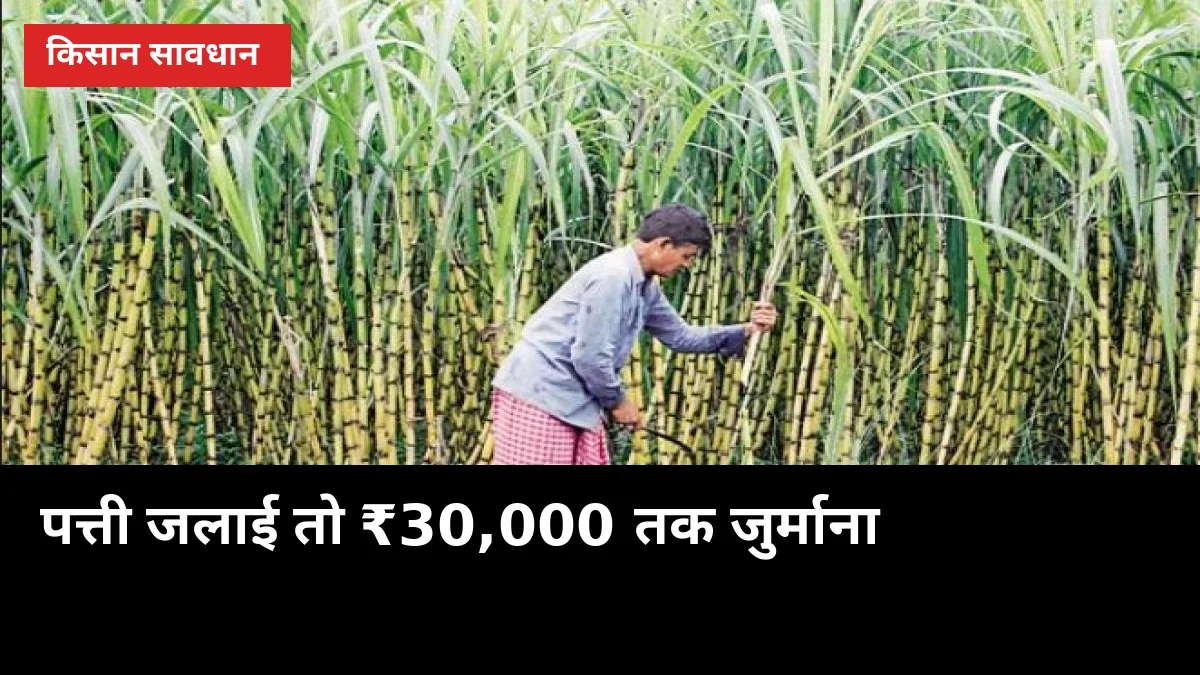 गन्ने की पत्ती जलाई तो ₹30,000 तक जुर्माना: इस बार सैटेलाइट से होगी निगरानी