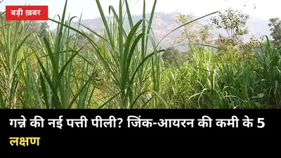 गन्ने की नई पत्ती पीली पड़ रही है? जिंक-आयरन की कमी के 5 लक्षण और 3 सस्ते इलाज